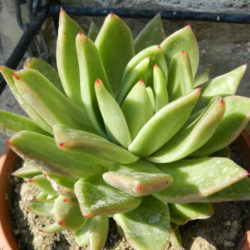 Echeveria 'Miranda' aka Echeveria agavoides 'Miranda'