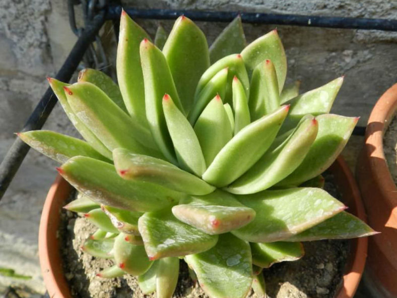 Echeveria 'Miranda' aka Echeveria agavoides 'Miranda'
