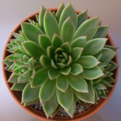 Echeveria 'Miranda' aka Echeveria agavoides 'Miranda'
