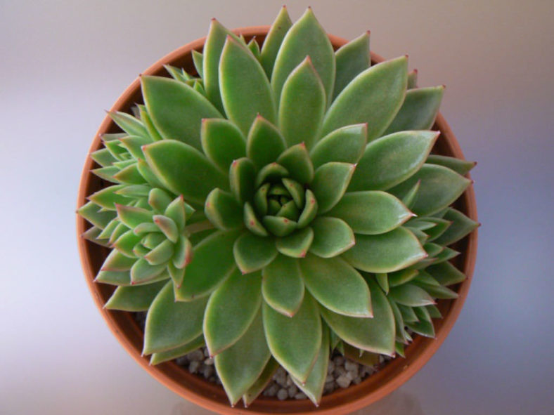 Echeveria 'Miranda' aka Echeveria agavoides 'Miranda'