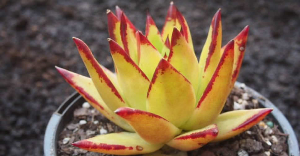 Echeveria agavoides var. multifida (Molded Wax) World of Succulents