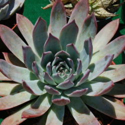 Echeveria colorata f. brandtii