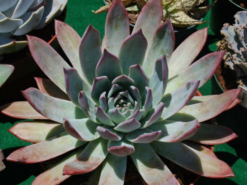 Echeveria colorata f. brandtii