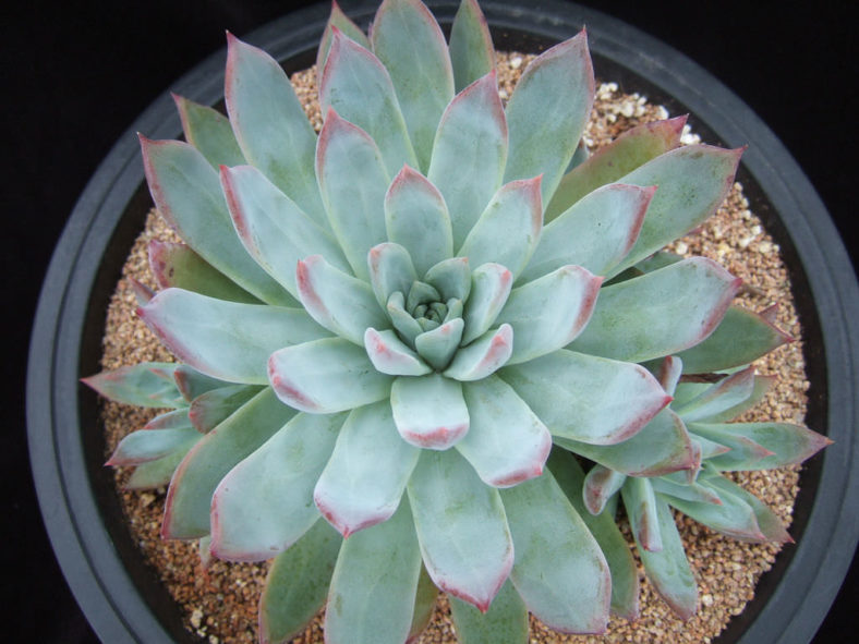 Echeveria colorata f. brandtii