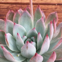 Echeveria colorata f. brandtii