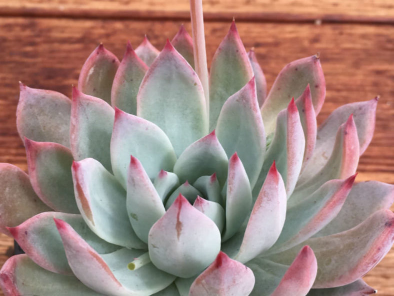 Echeveria colorata f. brandtii