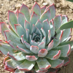 Echeveria colorata f. brandtii