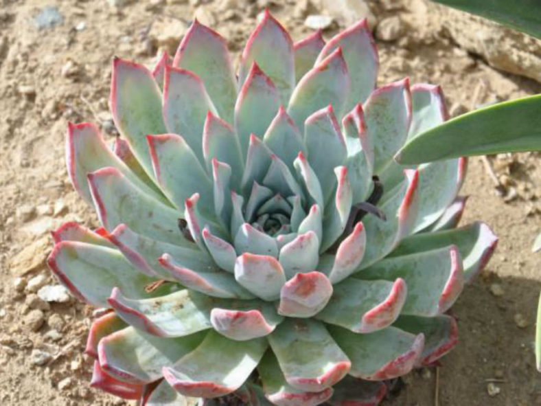Echeveria colorata f. brandtii
