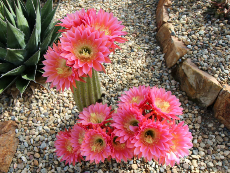 Echinopsis 'Flying Saucer' aka Trichocereus 'Flying Saucer'