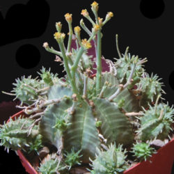Euphorbia meloformis subsp. valida