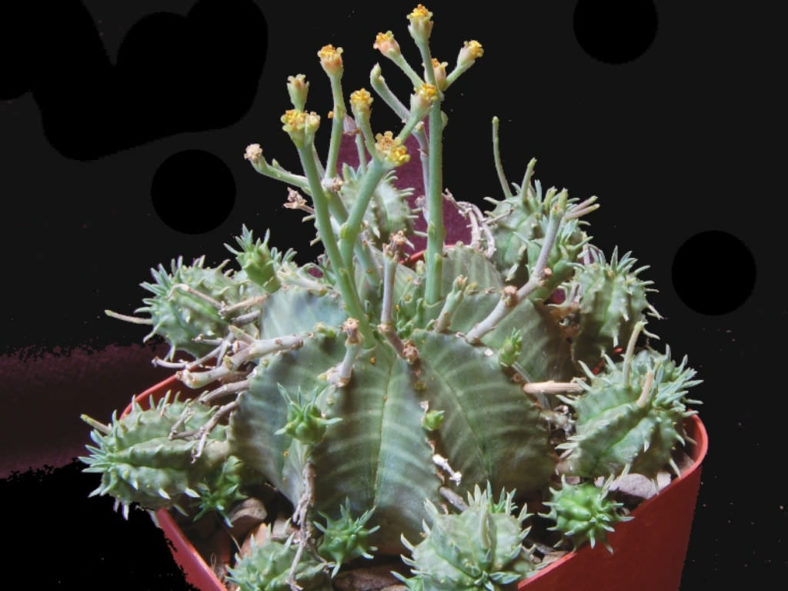Euphorbia meloformis subsp. valida
