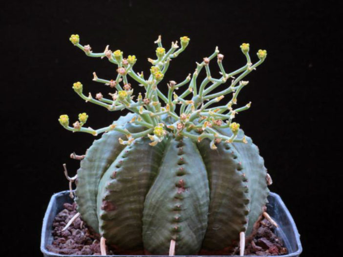 Euphorbia meloformis subsp. valida