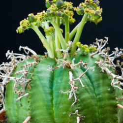 Euphorbia meloformis subsp. valida
