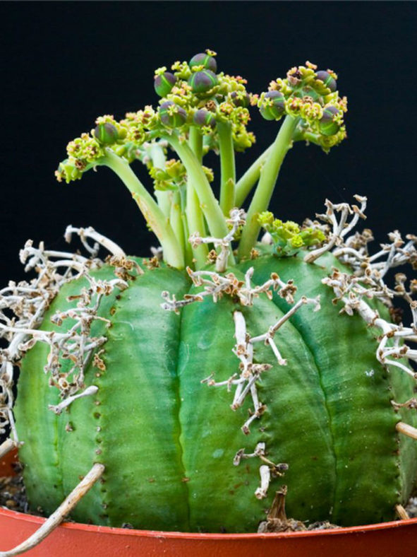 Euphorbia meloformis subsp. valida
