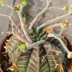 Euphorbia meloformis subsp. valida