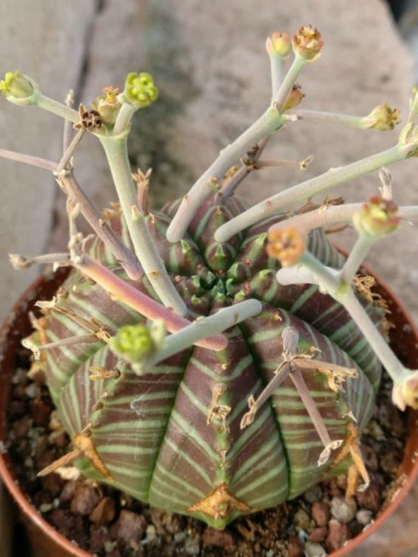 Euphorbia meloformis subsp. valida