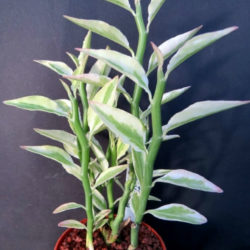 Euphorbia tithymaloides 'Variegatus' - Variegated Devil's Backbone