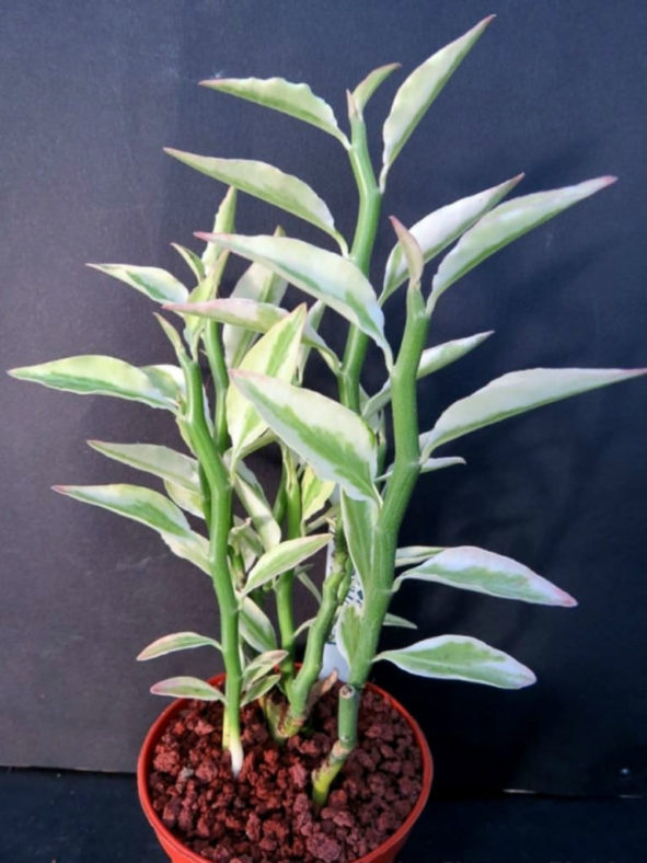 Euphorbia tithymaloides 'Variegata' (Variegated Devil's Backbone) aka Pedilanthus tithymaloides 'Variegatus'