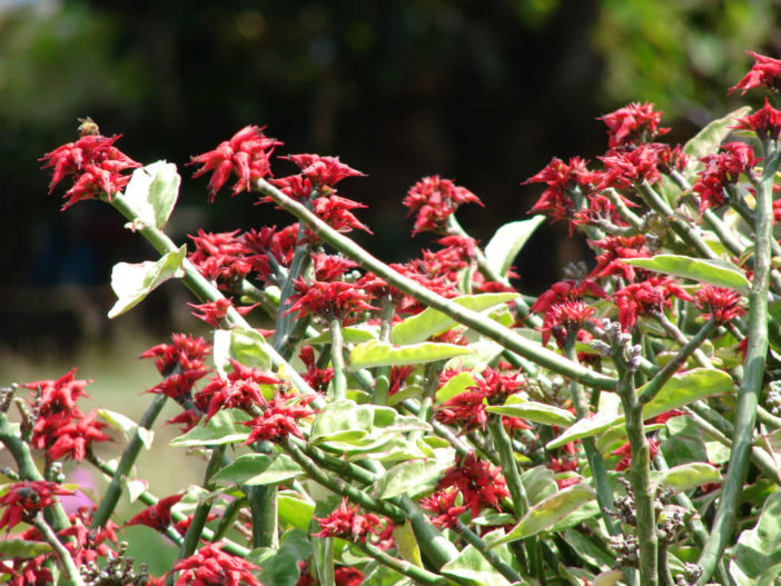 Euphorbia tithymaloides 'Variegatus' - Variegated Devil's Backbone