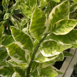Euphorbia tithymaloides 'Variegatus' - Variegated Devil's Backbone