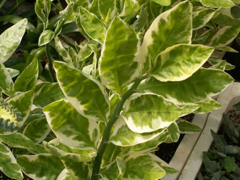 Euphorbia tithymaloides 'Variegata' (Variegated Devil's Backbone) aka Pedilanthus tithymaloides 'Variegatus'
