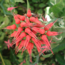 Euphorbia tithymaloides 'Variegatus' - Variegated Devil's Backbone
