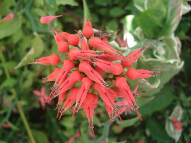 Euphorbia tithymaloides 'Variegata' (Variegated Devil's Backbone) aka Pedilanthus tithymaloides 'Variegatus'