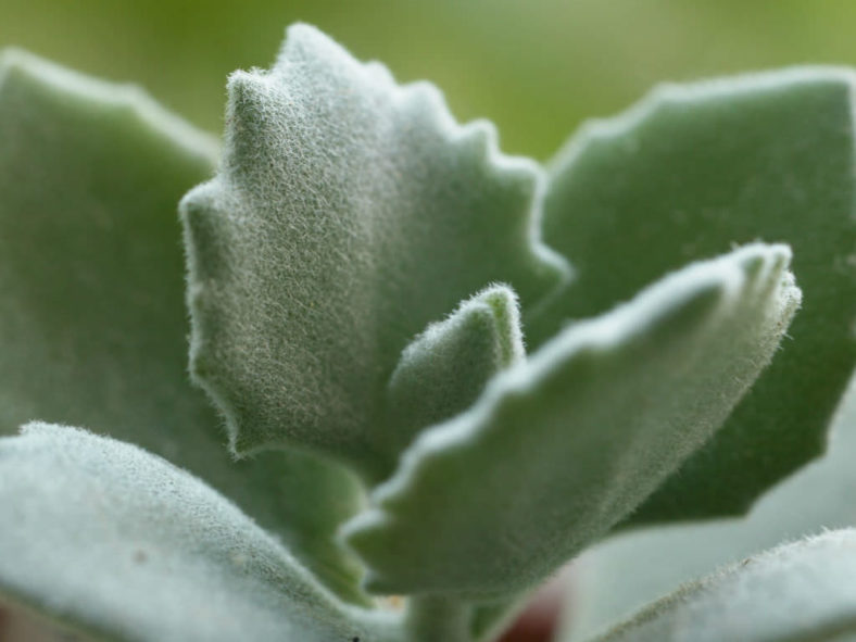 Kalanchoe millotii - Millot Kalanchoe