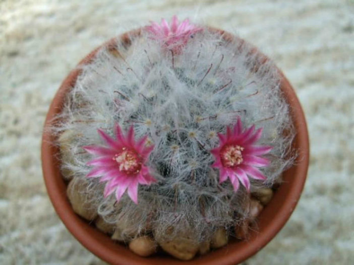 Mammillaria bocasana 'Roseiflora' (Powder Puff Cactus) World of