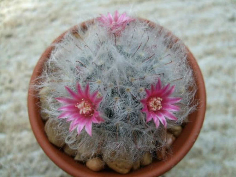 Mammillaria bocasana 'Roseiflora' (Powder Puff Cactus)
