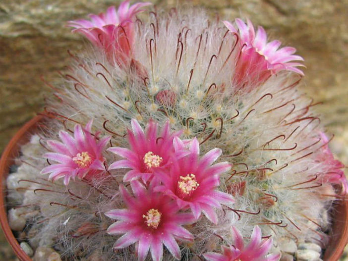 Mammillaria bocasana 'Roseiflora' (Powder Puff Cactus)