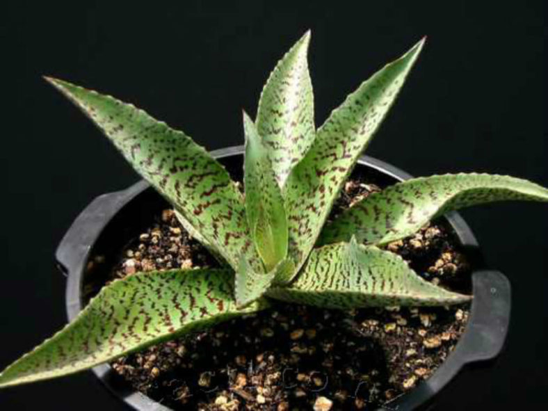 Manfreda variegata - Mottled Tuberose