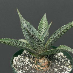 Manfreda variegata - Mottled Tuberose