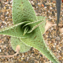 Manfreda variegata - Mottled Tuberose