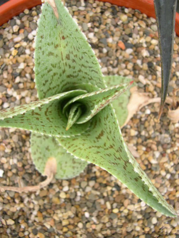 Manfreda variegata - Mottled Tuberose