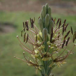 Manfreda variegata - Mottled Tuberose