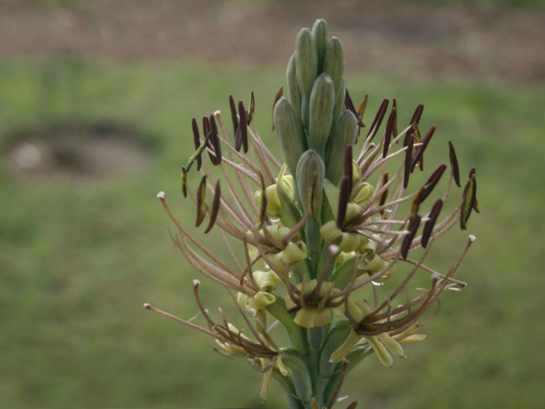 Manfreda variegata - Mottled Tuberose