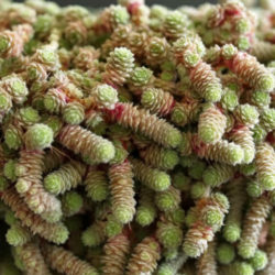 Sedum humifusum - Creeping Stonecrop