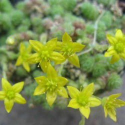 Sedum humifusum - Creeping Stonecrop