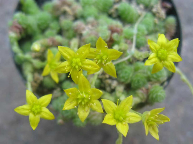 Sedum humifusum - Creeping Stonecrop