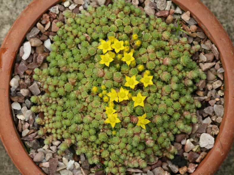 Sedum humifusum - Creeping Stonecrop