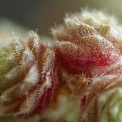 Sedum humifusum - Creeping Stonecrop