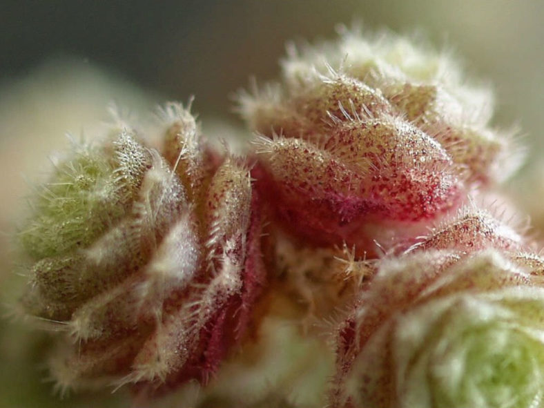 Sedum humifusum - Creeping Stonecrop