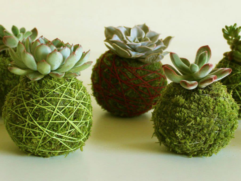 How to Make a Succulent Kokedama - World of Succulents