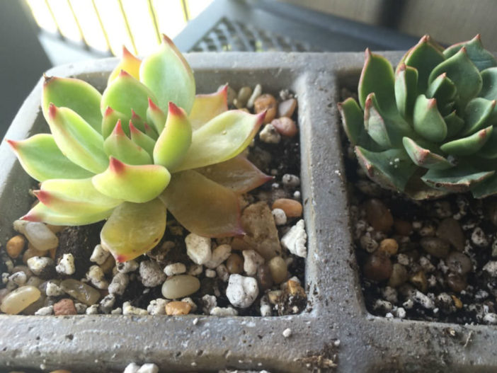 Yellow Succulent Leaves