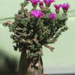 Trichodiadema bulbosum (African Bonsai)