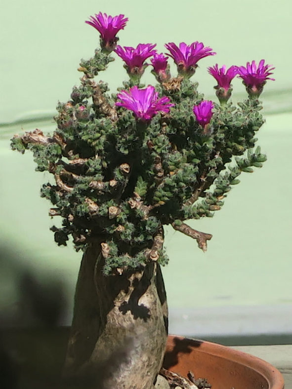 Trichodiadema bulbosum (African Bonsai)