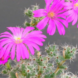 Trichodiadema bulbosum (African Bonsai)