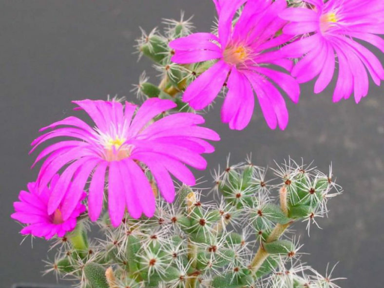 Trichodiadema bulbosum (African Bonsai)