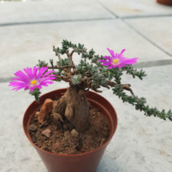 Trichodiadema bulbosum (African Bonsai)
